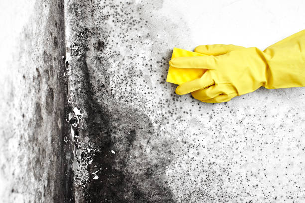 Best Mold Remediation for Specific Building Types in Ensley, FL