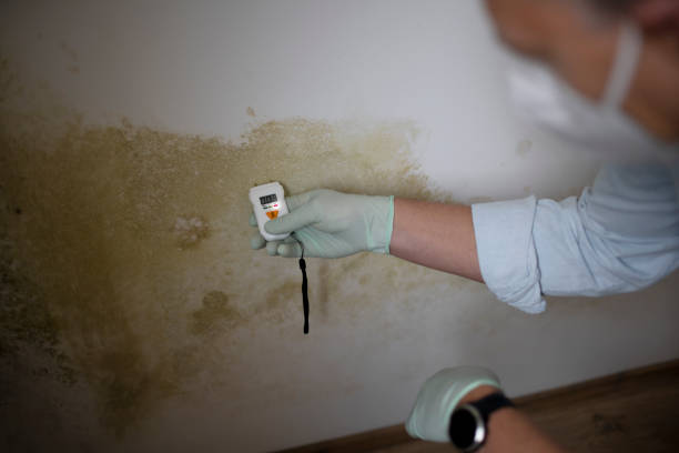 Best Mold Testing and Inspection Services in Ensley, FL