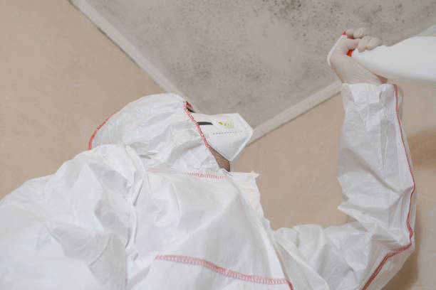 Best White Mold Remediation in Ensley, FL