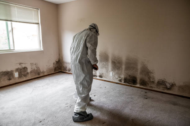 Best Residential Mold Remediation in Ensley, FL
