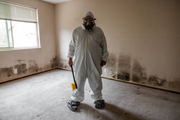 Best White Mold Remediation in Ensley, FL